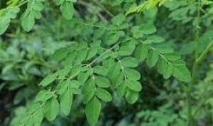 Foto : Daun Kelor_net